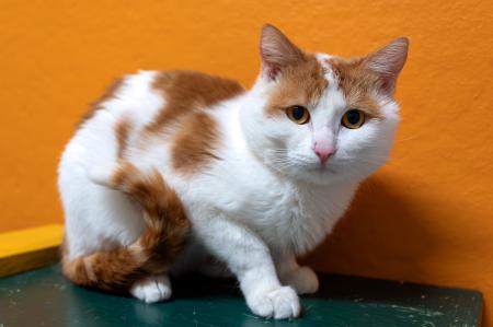 Mia & Mochi           Wohnungshaltung möglich