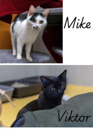 Mike & Viktor