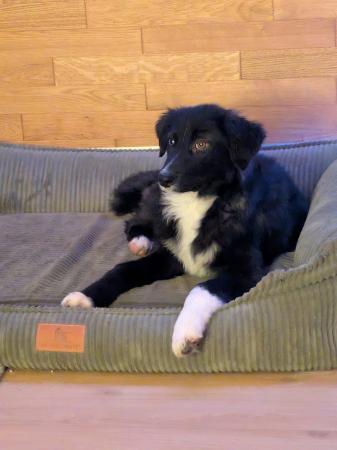 Valentina Direktvermittlung 