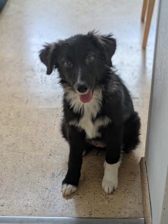 Valentina Direktvermittlung 