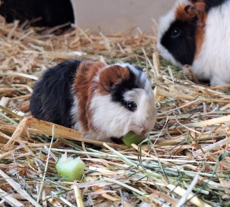 Ari und Area Direktvermittlung