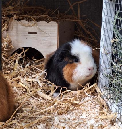 Mimi Direktvermittlung