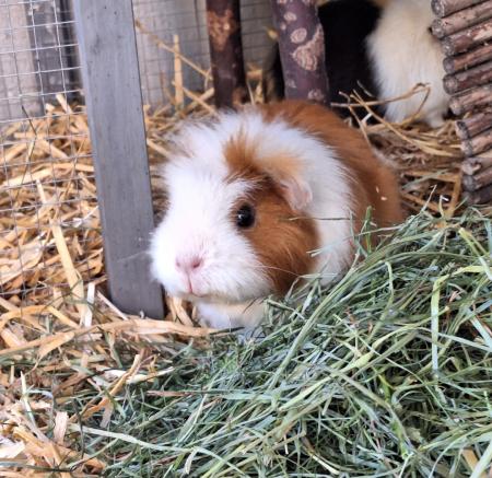 Pia Direktvermittlung