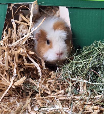 Riley Direktvermittlung