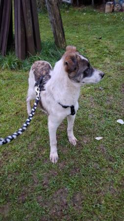 Blinky Direktvermittlung