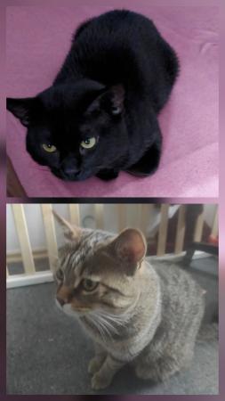 Lilly und Moritz - NOTFALL Direktvermittlung