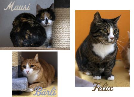 Mausi, Bärli & Felix    Wohnungshaltung