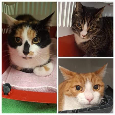 Mausi, Bärli & Felix    Wohnungshaltung