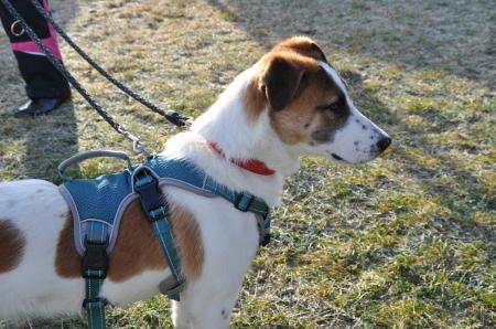 Mollie Direktvermittlung