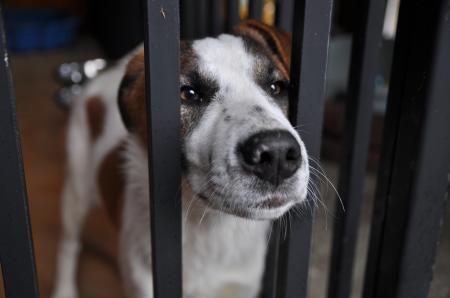 Mollie Direktvermittlung