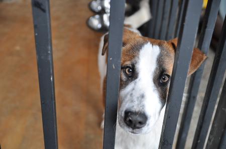 Mollie Direktvermittlung