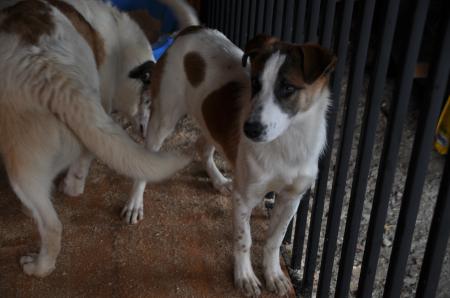 Mollie Direktvermittlung