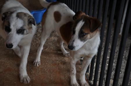 Mollie Direktvermittlung