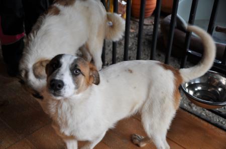 Mollie Direktvermittlung