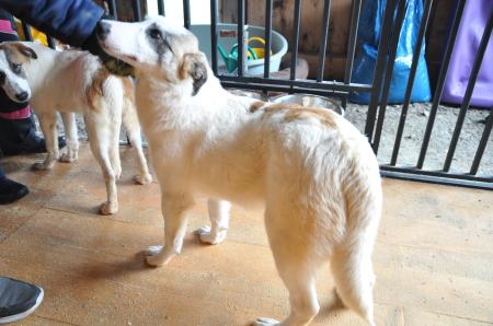 Mickie Direktvermittlung