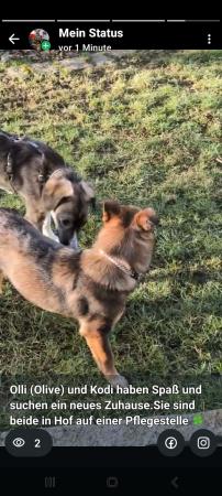 Olli Direktvermittlung 