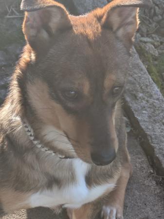 Olli Direktvermittlung 