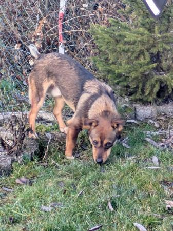 Olli Direktvermittlung 