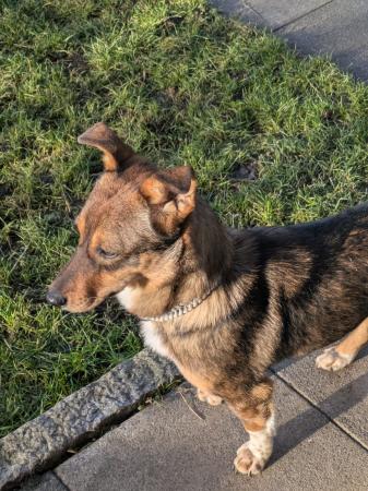 Olli Direktvermittlung 