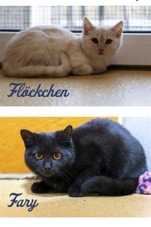 Flöckchen & Fary