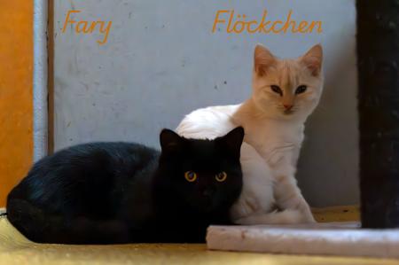 Flöckchen & Fary