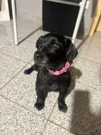 Bunica Direktvermittlung 