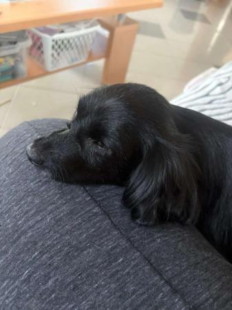 Bunica Direktvermittlung 