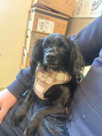 Bunica Direktvermittlung 