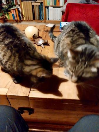 Fritzi und Ferdl Direktvermittlung