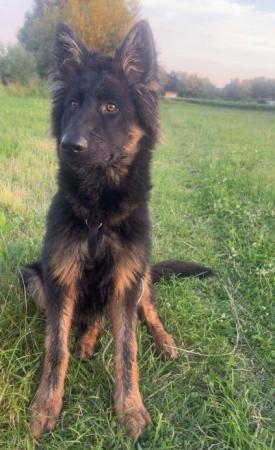 Erwin    Direktvermittlung