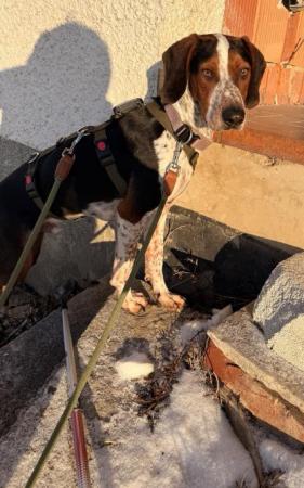 Beetlejuice Direktvermittlung