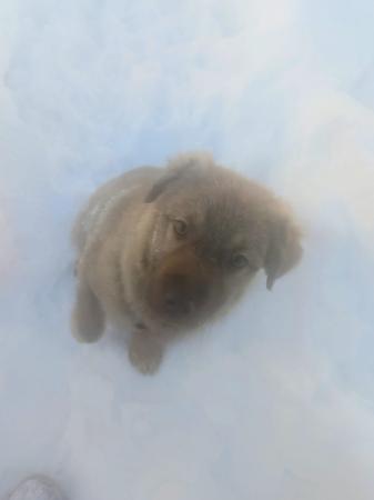 Gunnar Direktvermittlung 