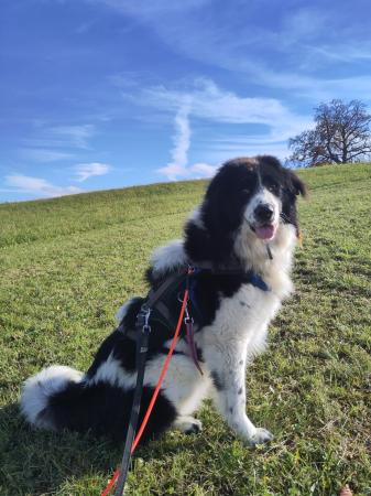 Henry Direktvermittlung 