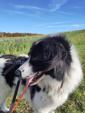 Henry Direktvermittlung 