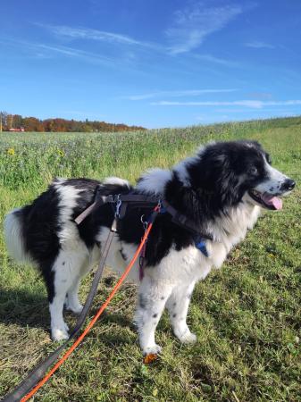 Henry Direktvermittlung 