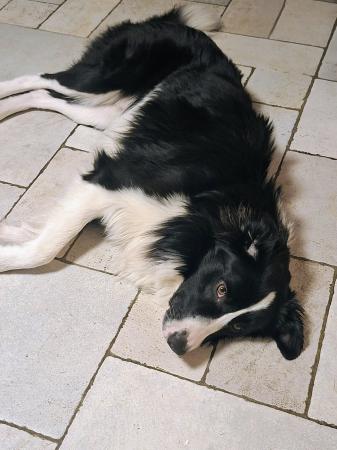 Skipper    Direktvermittlung