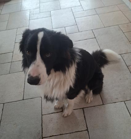 Skipper    Direktvermittlung