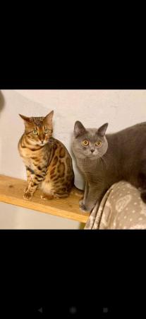 2 Kater                Direktvermittlung