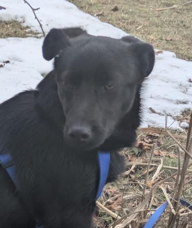 Pika Direktvermittlung 