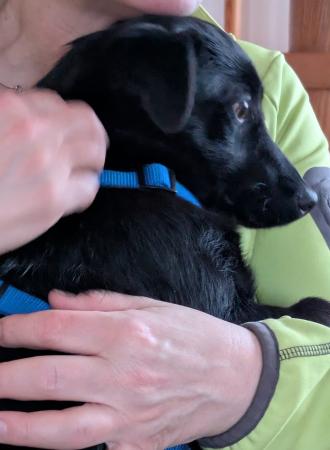 Pika Direktvermittlung 