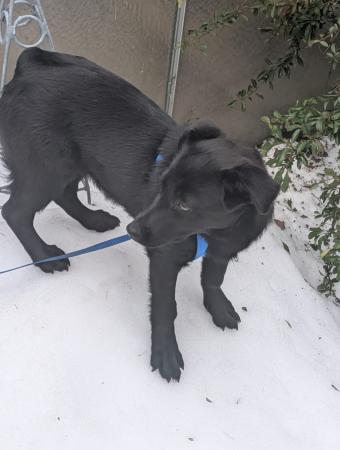 Pika Direktvermittlung 