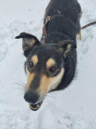 Clara Direktvermittlung 