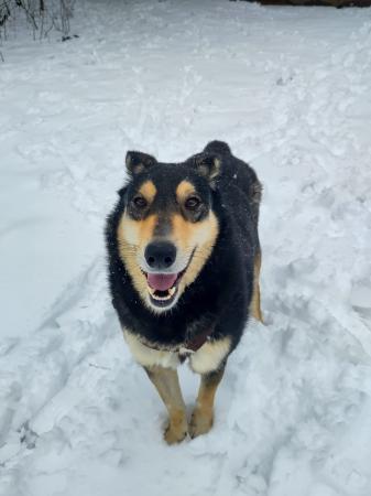 Clara Direktvermittlung 