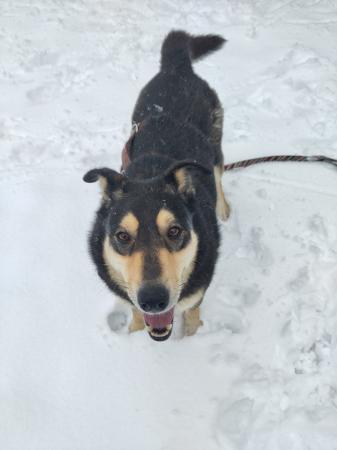 Clara Direktvermittlung 