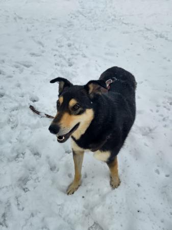 Clara Direktvermittlung 