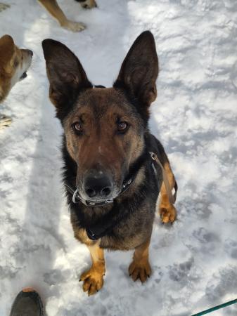 Olaf Direktvermittlung 