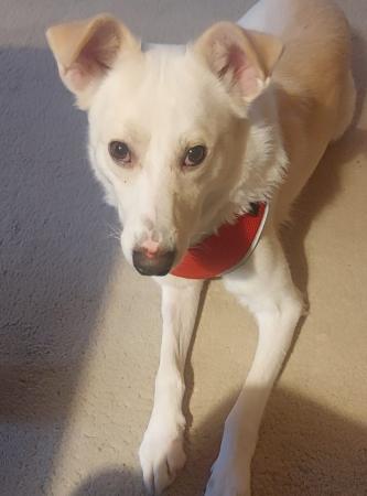 Misha Direktvermittlung 