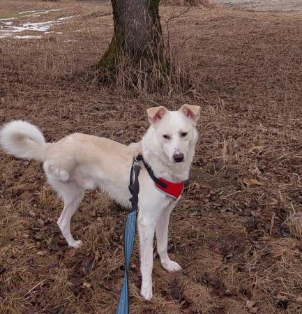 Misha Direktvermittlung 