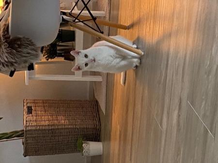 Monte                    Wohnungshaltung