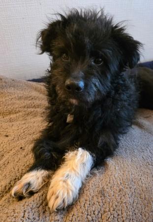 Wuschel Direktvermittlung 